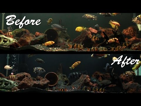 How To Get Rid Of Black Beard Algae Without Chemicals!