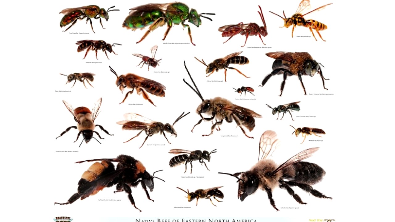 Designing for Diversity: Transportation and Pollinators | Danielle Bilot