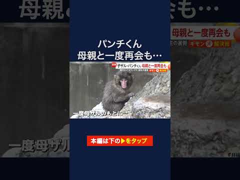 人工哺育されたサルの子ども・パンチ君、母親代わりのぬいぐるみ「オランママ」誕生の裏側　市川市動植物園 #shorts