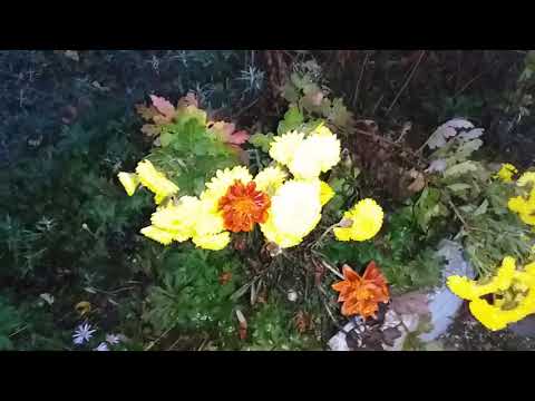 download lagu mp3 mp4 последние осенние цветы, download lagu последние осенние цветы gratis, unduh video klip последние осенние цветы