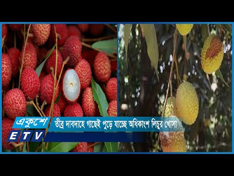 তীব্র দাবদাহে গাছেই পুড়ে যাচ্ছে অধিকাংশ লিচুর খোসা | ETV News