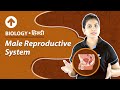 Male Reproductive System | Hindi | Biology