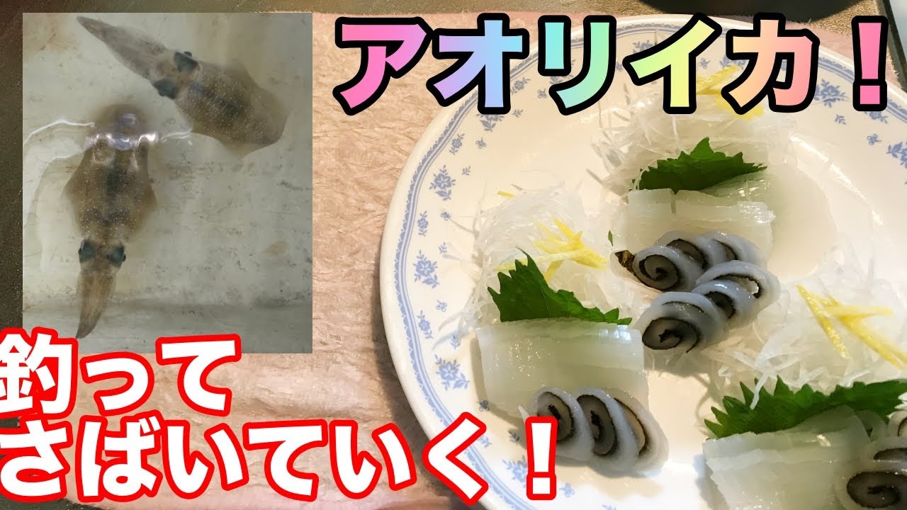 エギングでアオリイカ 釣って捌いていく！イカソーメン