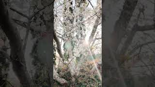 30 Second De-Stress: Dogwood Tree