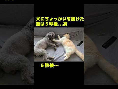犬にちょっかいを掛けた猫は5秒後...笑#shorts
