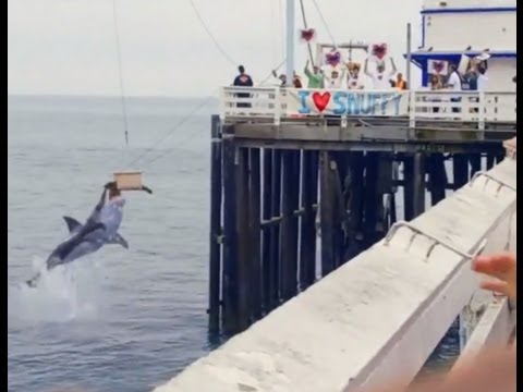 Snuffy The Seal - Shark Week Promo