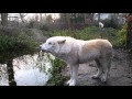Howling Arctic Wolf White Wolf Close Up