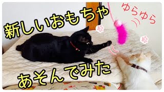 【猫の日】新しいおもちゃで遊んでみた【黒猫＆白猫】