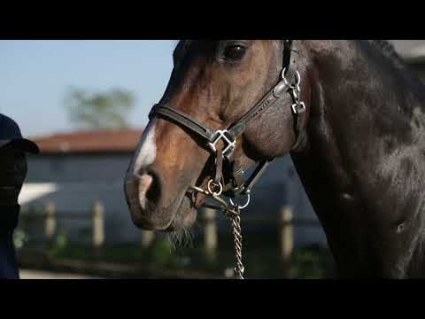 Bloomhill Stud Rabada Stallion Day