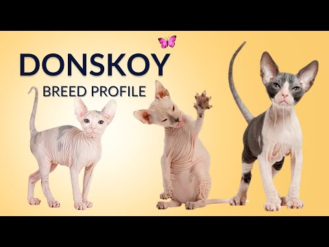 Donskoy Cat Breed Profile History - Price - Traits - Grooming Needs - Lifespan