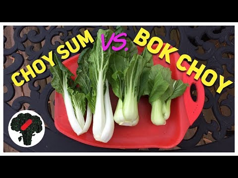 download lagu mp3 mp4 Pak Choi Vs Bok Choy, download lagu Pak Choi Vs Bok Choy gratis, unduh video klip Pak Choi Vs Bok Choy