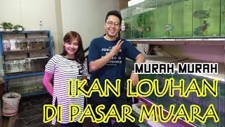 Download lagu Teh Dara Jual Louhan 150 Ribuan ? Pasar Ikan Hias Muara Bandung. #Vlog24 Eiknumoto mp3 Download lagu Teh Dara Jual Louhan 150 Ribuan ? Pasar Ikan Hias Muara Bandung. #Vlog24 Eiknumoto mp3