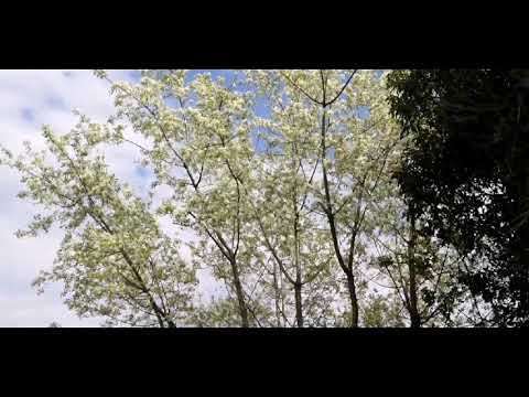 Igor Djurović - Na Medunu Marka Miljanova - (Medun vječno vrelo istorije)