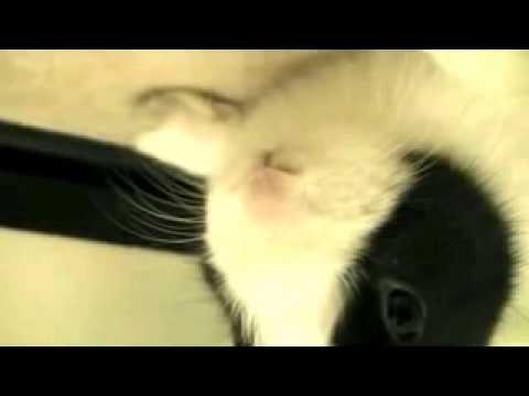 prime eküri geçgeç