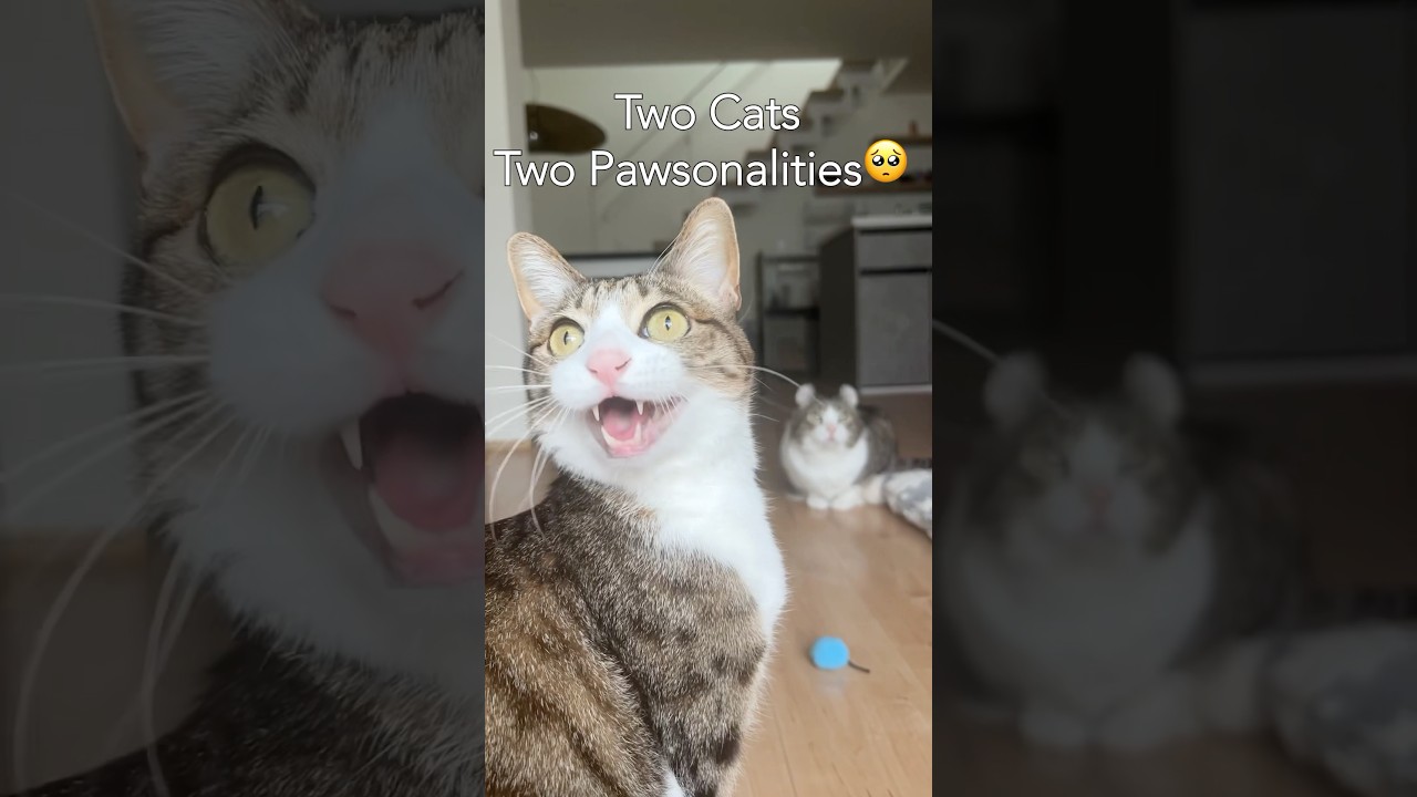 Sunny always chirps when he sees a bird, but Snow never does🥹 #cat #catlife #cute #catvideos