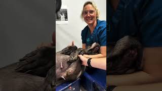 Dog vs Vet #dog #dogtiktok #fyp #funny #doglover #funnydog #viralvideo