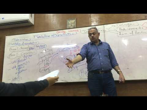 Dr Ayman Beshir - Metabolism Of Xenobiotics 2 , Nutrition 1