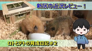 新居の居心地はどう？【ロトとテトの育成日記】＃2