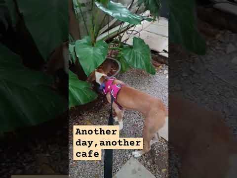 New smells #youtube #vlog #muffin #muffins #sniffer #dogs #shorts