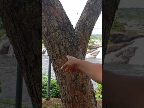 Parque cachamay Estado bolivar puerto ordaz#parquecachamay#bolivar #venezuela