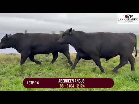 Toros Angus – Lote 14|  Remate San Gerardo, Florida 1° Octubre | Arrospide