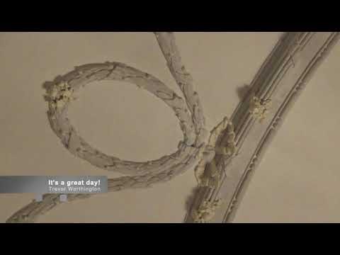 Corona-Konzert der Zo-Brass