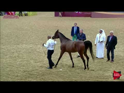 252 AJEEBAH AL NASSER - 21st Qatar National 2018