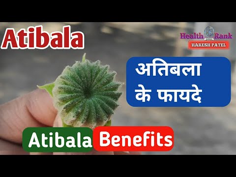 Abutilon indicum Extract