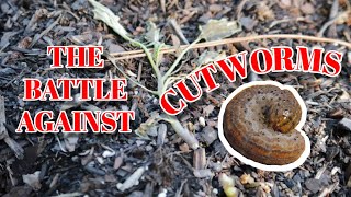 How to Prevent CUTWORM Damage in the Garden Organically!