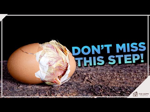 From Incubator to Chick: Nailing the Egg Hatching Process