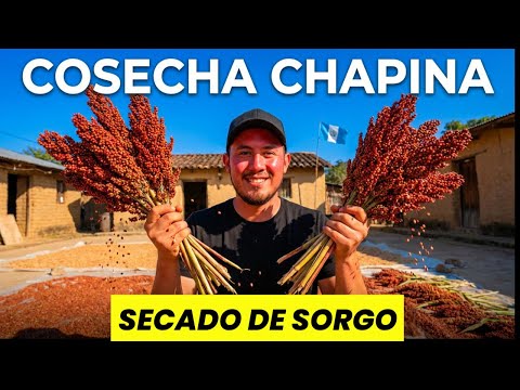 El SECADO de SORGO que NADIE te MUESTRA ft. @detodogt 