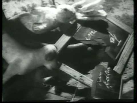 Mircea Saucan - Casa de pe strada noastra 3.avi