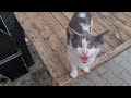 Cute Cats Are Very Hungry So They Meow Loudly