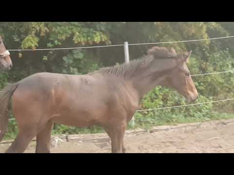 Destano - Fürst Heinrich - Tannenberg