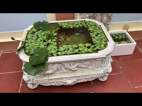 Zebra Danio Fish | aquarium vietnam dragon by cement