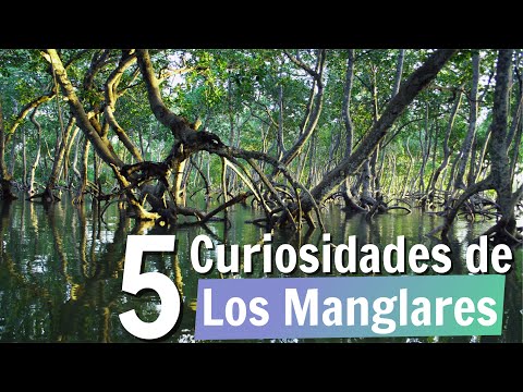 Mangroves: 5 Things You Need to Know About Them - Eco Friends