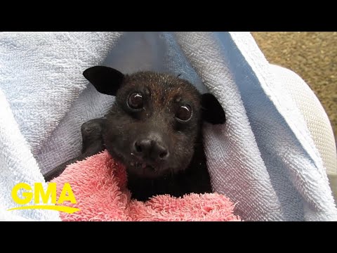 Rescued bat munching on bananas makes us realize that bats are actually sort of cute l GMA Digital