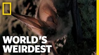 World's Weirdest - Bat Hunts in "Stealth Mode"
