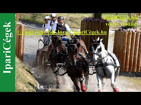 Fogathajtás, BABO Kalman (40), ROU, 7s, Marathon, 4K, Bp., 2021., sv4K210904-1-1829-220130