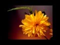 Анзор Бакаев-Безам 