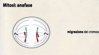 1minuto di biologia - La mitosi (tratto da Biologia e altri progetti)