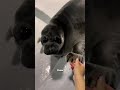 Differentiate Between Sea Lions And Seals Animals Cute Seal Sealions