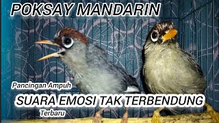 Download lagu Suara Emosi Full Poksay Mandarin Gacor Jantan, terbaru, Ampuh Buat Pancingan Mikat mp3 Download lagu Suara Emosi Full Poksay Mandarin Gacor Jantan, terbaru, Ampuh Buat Pancingan Mikat mp3