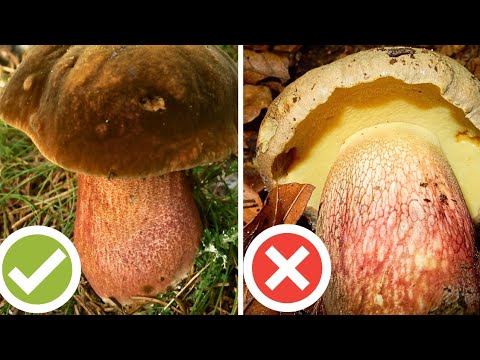 FUNGHI BUONI vs CATTIVI - Quali commestibili?
