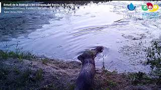 La reproducció de la llúdriga a la baixa Tordera