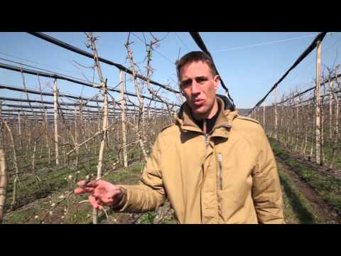 zastita jabuke u pocetnim fazama vegetacije