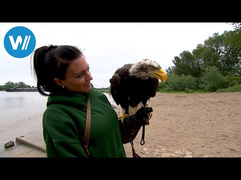 Der romantische Rhein | Der Rhein von oben (3/5)