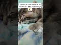 Foster fail stories: Sleepy cats making biscuits #sleepycat