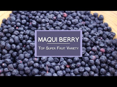The Maqui Berry, Another Top Super Fruit Variety