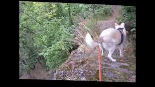 preview picture of video 'Trekking mit Husky über den Schildkopf im Ahrtal'